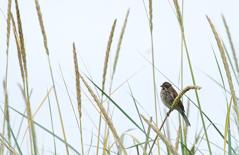 Sivspurv - Common reed bunting (Emberiza schoeniclus).jpg